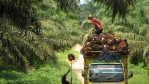 Foto: Ilustrasi kebun sawit.