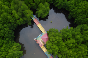 Foto: Ilustrasi Ekowisata Mangrove.