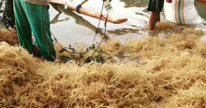 Foto: Ilustrasi Petani Rumput Laut.